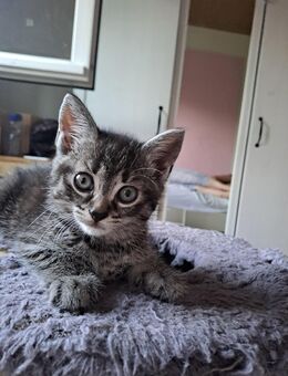 Katze sucht eine neue Familie - Leopoldshöhe