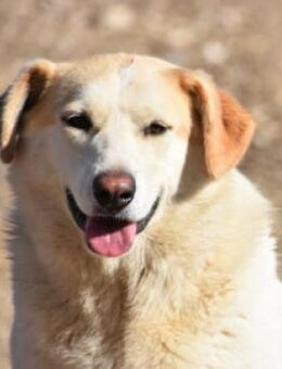 Berinesse- entzückendes Hundemädchen - Burgstetten