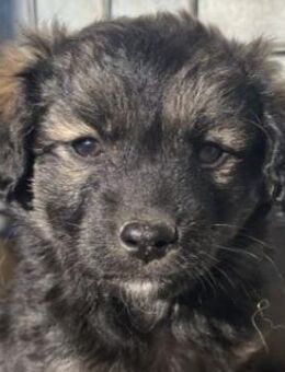 Merten, geb. ca.09/2025, GRIECHENLAND - Euskirchen