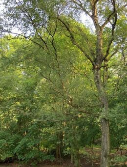 Wohnen im Grünen in der Eichkampsieldlung! - Gelsenkirchen