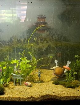 Axolotl mit Aquarium - Eschweiler