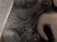Bkh kitten reinrassig - Garbsen