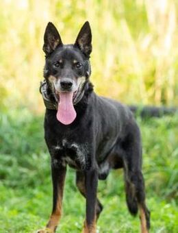 Misha❤️suchrt warmes Körbchen - Rott (Inn)