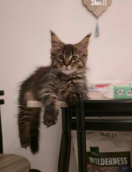 Maine Coon Kater - Herzogenrath Zentrum