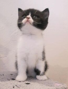 BKH, Britisch Kurzhaar, Kitten, reinrassig, Bicolor, Black White - Wernigerode