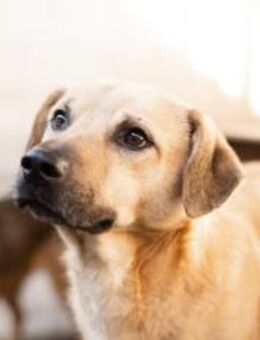 Unsicherer Louis sucht liebevolles Zuhau - München