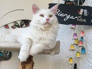 Ich verkaufe unseren Main Coon Kater - Weißenfels