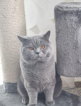 Babykatze Britische Mix - Mühlhausen-Ehingen