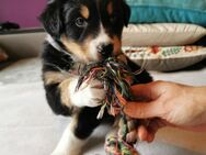 Australian Shepherd Welpen abzugeben - Drentwede