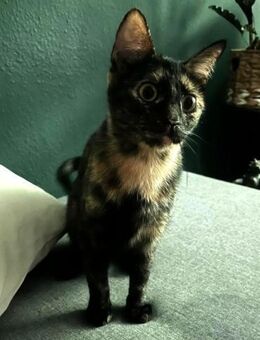 Lilly sucht ein Zuhause - Berlin