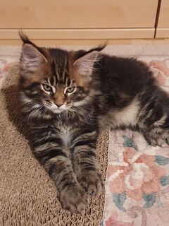 Wunderschöne Maine-Coon-Kätzchen mit Stammbaum