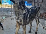 Zola - deine treue Seele? - Weilheim (Oberbayern)