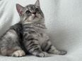 Kitten Weiblich BKH Britisch Kurzhaar Grau gestreift in 53757