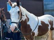 Reitbeteiligung (Pferd sucht Apfellieferant) - Königsfeld (Schwarzwald)