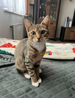 Mischlingskatze - Weeze