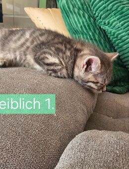 Kleine Katzen zu verkaufen - Holzheim (Landkreis Dillingen (Donau))
