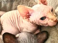 Sphynx Kitten mit Tasthaaren - Hemer