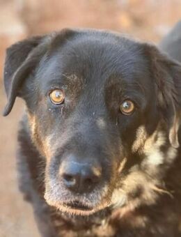 Ringo - ruhig, lieb und etwas schüchtern - Mettmann