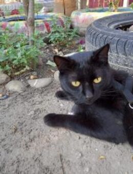 VULCAN der Anmutige - Waakirchen