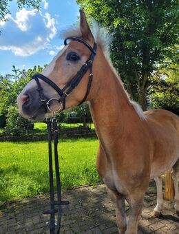 Reitpony in Sonderfarbe Dressurnachwuchs - Hünfeld (Konrad-Zuse-Stadt)