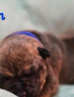 OEB Mix Welpen ab 14.12. - Varel