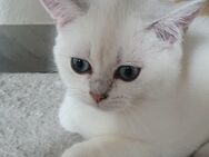 Reinrassige BKH Kitten mit blauen Augen - Limbach (Landkreis Westerwaldkreis)