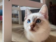 Siam/Heilige Birma Kitten(Kater) - Kaltenkirchen
