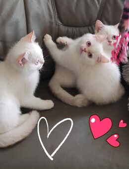 BKH-Kitten, abholbereit: - Hebertsfelden