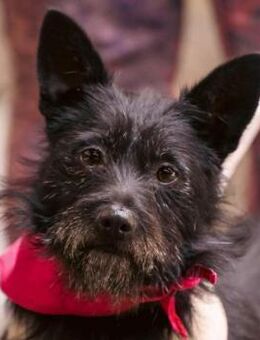 MOLLY - hatte bisher kein schönes Leben - Seggebruch