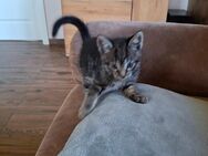 Katzenbaby BKH Mix - Uplengen