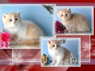 Wunderschöne BKH Britisch Kurzhaar Kitten mit Stammbaum. - Meßkirch Zentrum
