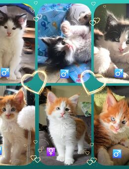 Traum Maine Coon Kitten M/W - Hagen (Bremischen)