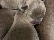 American bully Welpen - Frechen