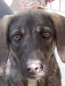 Petra 3 -lebhaft und freundlich- - Oldenburg