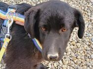 💜 Zarte Briar sucht Geborgenheit 💜 - Eislingen (Fils)