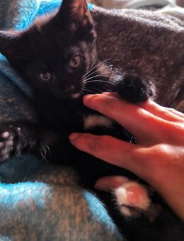 Kitten suchen Zuhause / Katze - Gutenzell-Hürbel