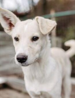 mutiges, kleines Hundemädchen Leni 🐕💕 - Kallmünz