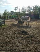 Beistellpony gesucht in 17309
