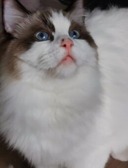 Ragdoll Kitten mit Stammbaum ab sofort - Gochsheim