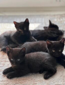 BKH Kitten - Bönen