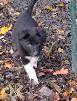 Border Colli/Harzer Fuchs Welpe Rüde, Mama Border - Papa Border/Harzer Fuchs - Plaaz