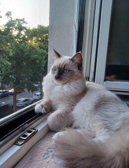 Reinrassige Ragdoll - Berlin Treptow-Köpenick