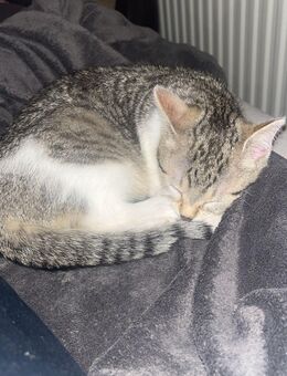 Balu der schmuse Kater - Wurzen