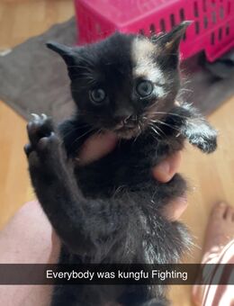Bengal Mix kitten - Aschaffenburg