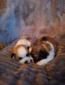 Hundewelpen in 39615