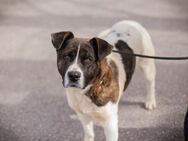 KODA - eifrig lernen und gern spielen - Overath