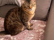 Maine coon mix kater - Offenbach (Main) Bürgel