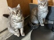 Wunderschöne kleine BKH suchen ein neues Zuhause - Berlin