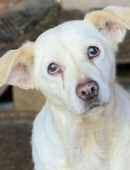 Bezauberndes Ömchen MILKA sucht... - Sehnde