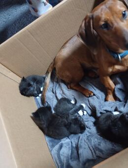 Katzen Baby - Meinerzhagen